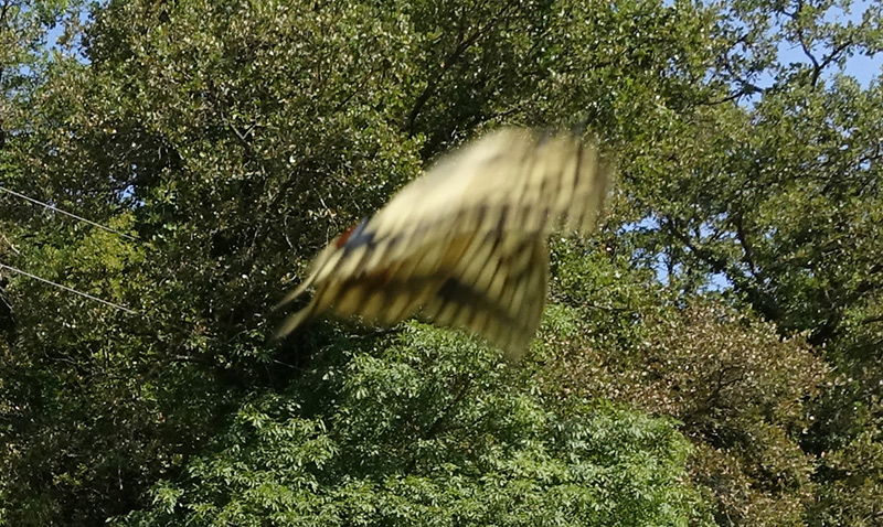 Le Farfalle... volano!